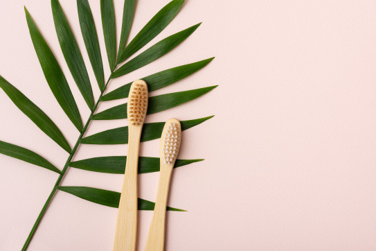 🦷 Definition – Understanding Molars: Structure, Function